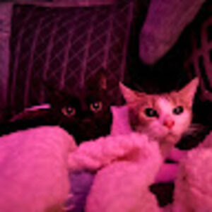 Meet your Posher, Skylar